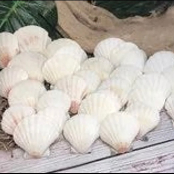 2 Dozen White /Off Scallop Shells Lot DIY Crafting SUPPLIES ornaments NAUTICAL - Picture 3 of 11